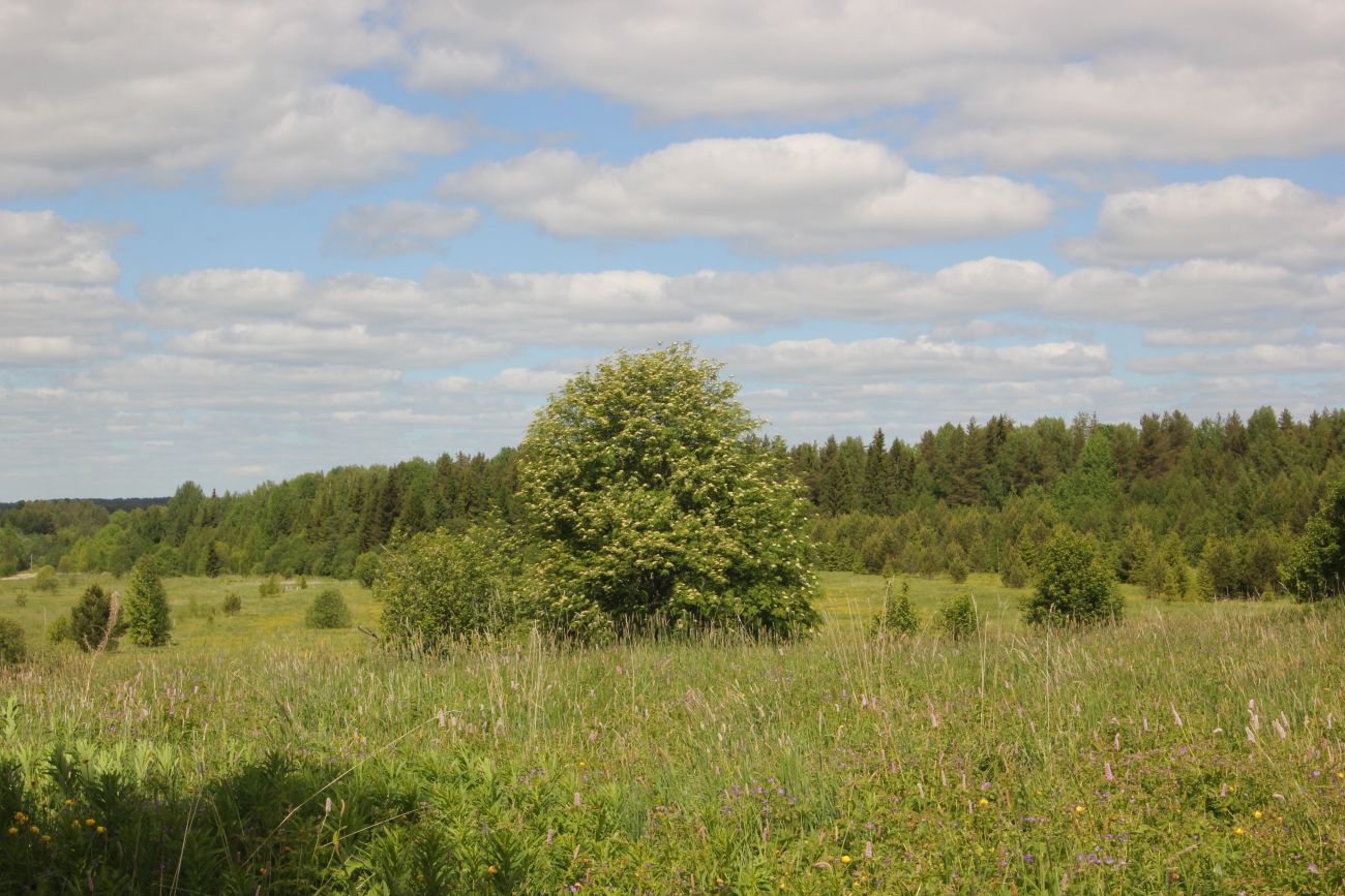 Окрестности Титово, image of landscape/habitat.