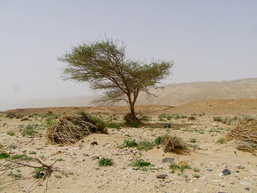 Негев, image of landscape/habitat.