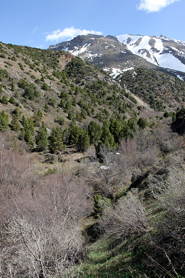 Домик Тризны, image of landscape/habitat.