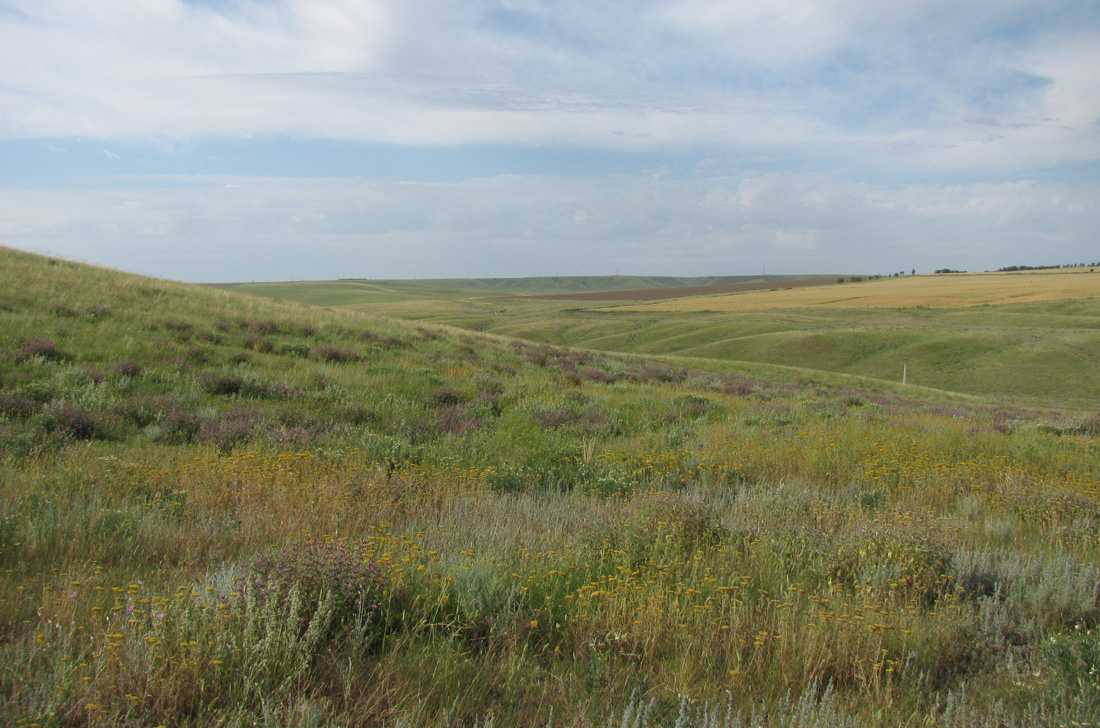 Окрестности Полыновки, image of landscape/habitat.