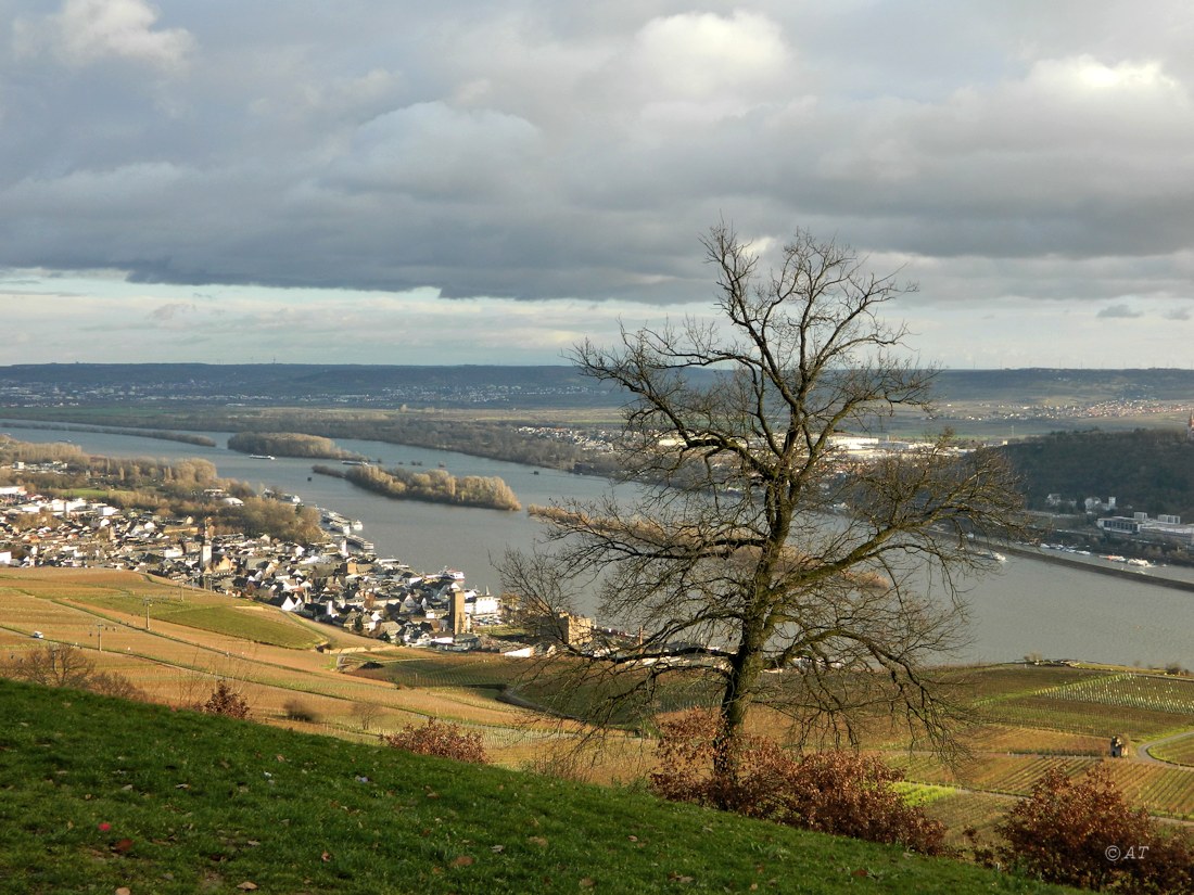 Рюдесхайм (на Рейне), image of landscape/habitat.