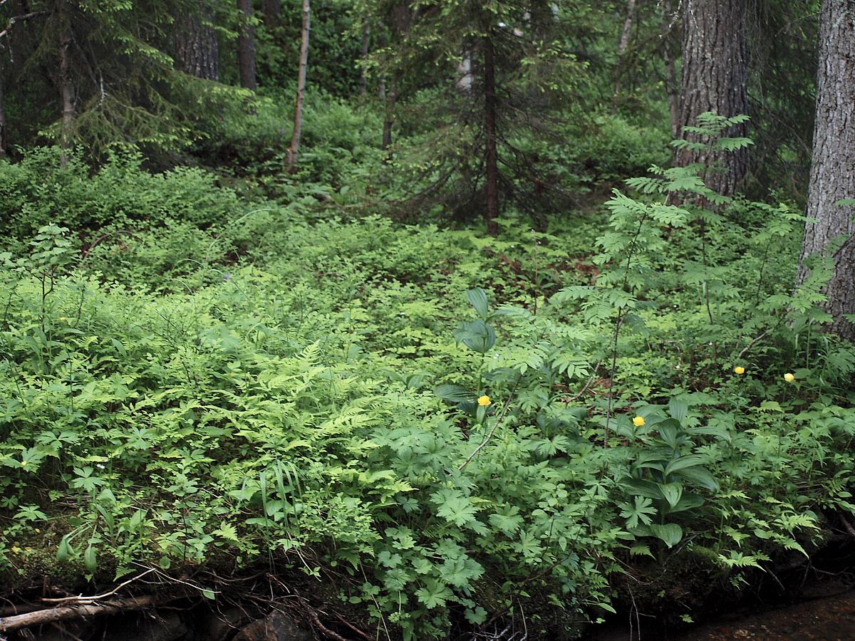 Лувеньга, image of landscape/habitat.