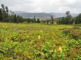 Чёрное озеро, image of landscape/habitat.