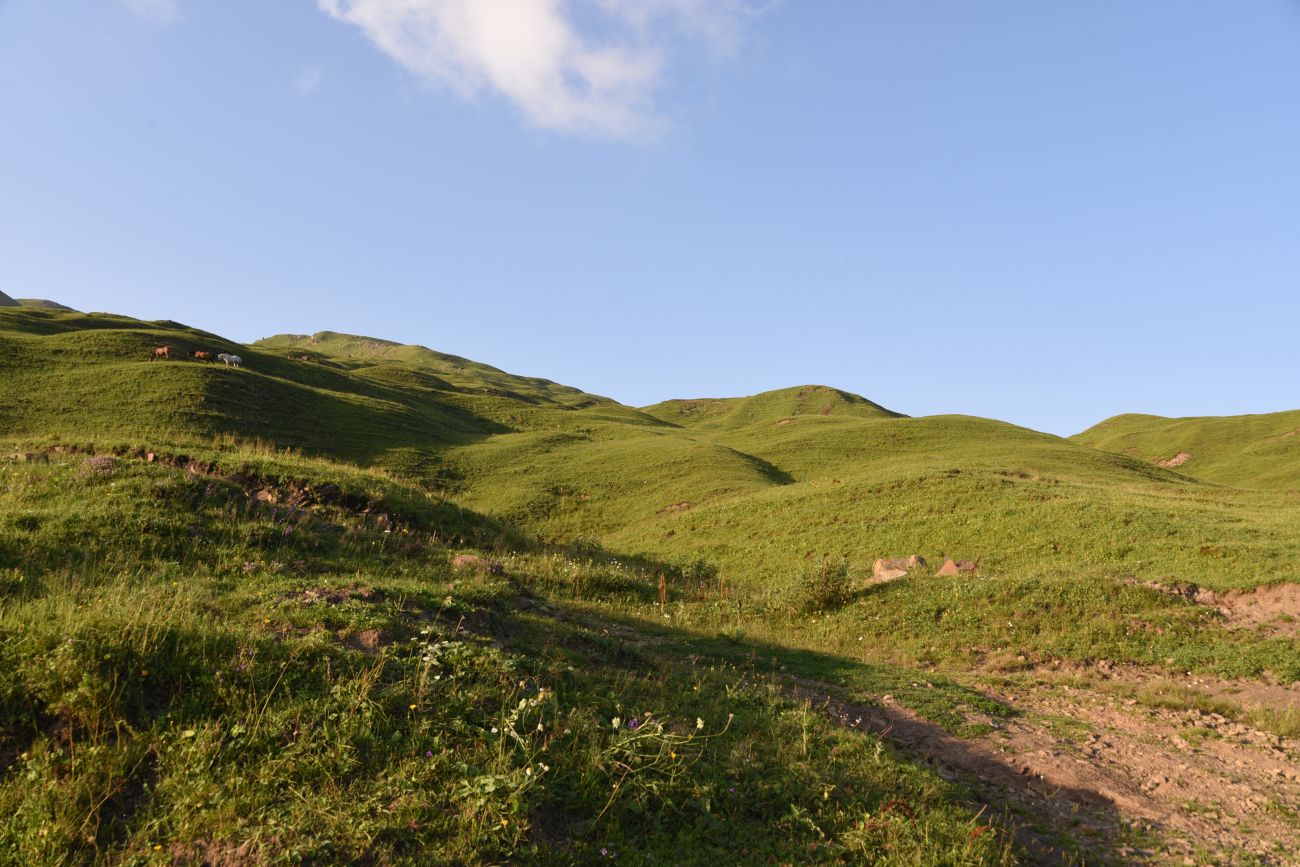 Окрестности урочища Цамадой, image of landscape/habitat.