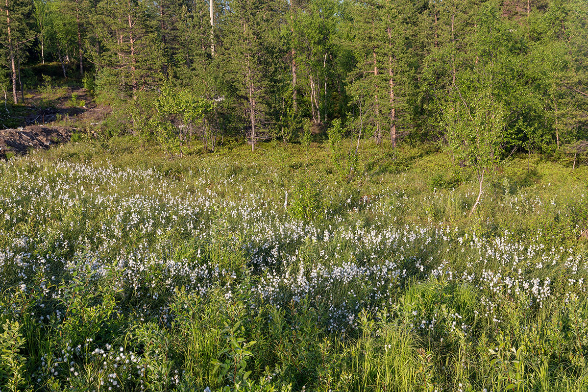 Мурманск, image of landscape/habitat.
