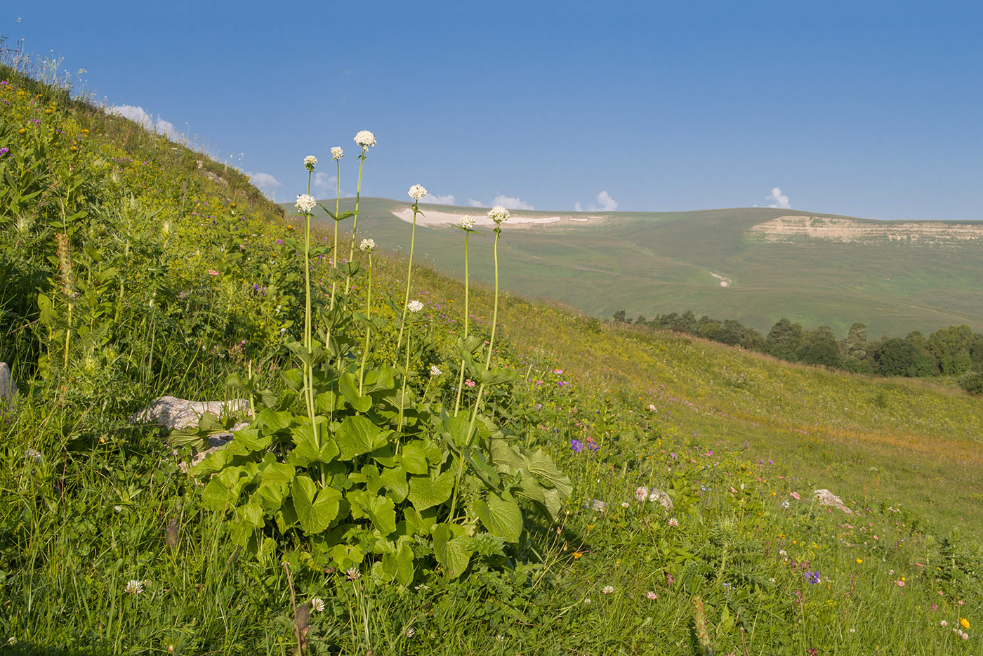Окрестности Азишского перевала, image of landscape/habitat.