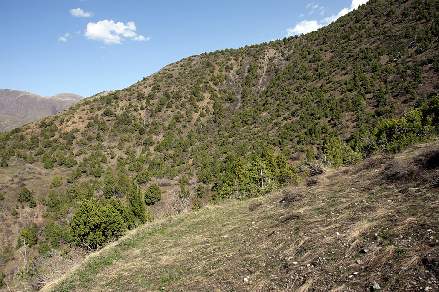 Домик Тризны, изображение ландшафта.