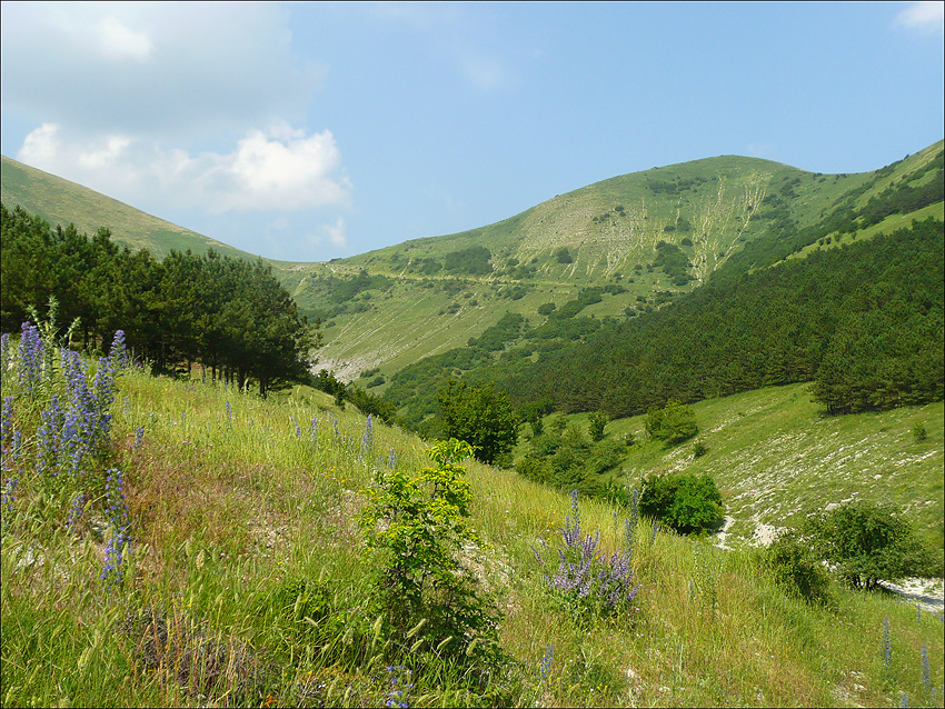 Гора Лысая-Новороссийская, image of landscape/habitat.