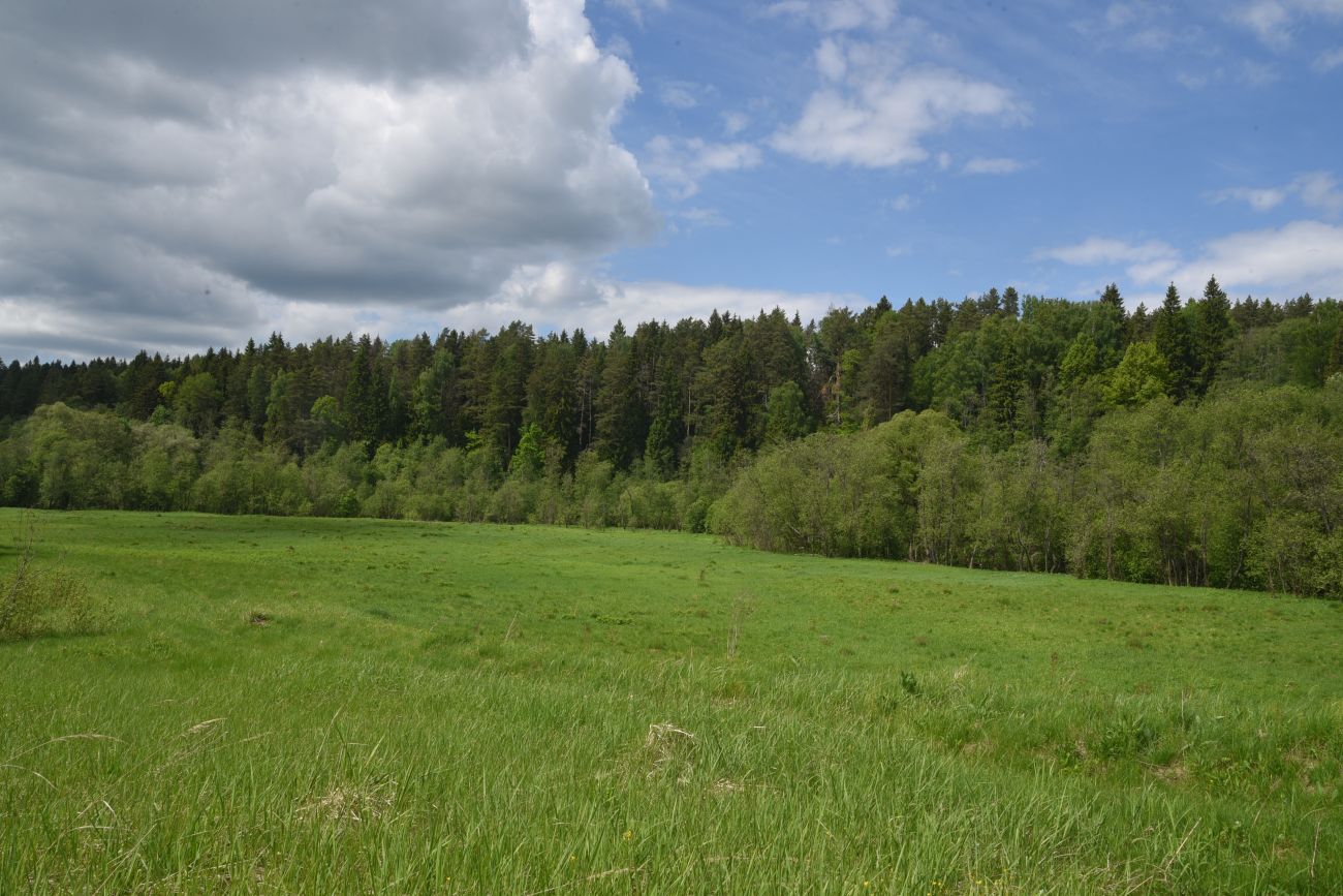 Окрестности деревни Мальцево, image of landscape/habitat.