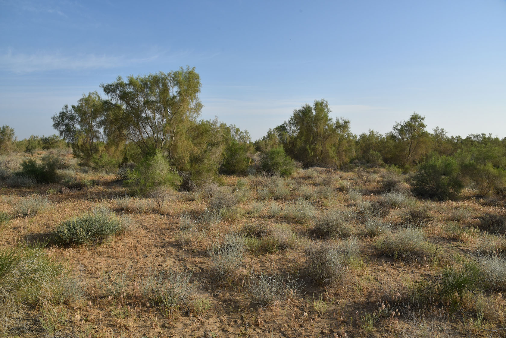 Караулбазар, image of landscape/habitat.