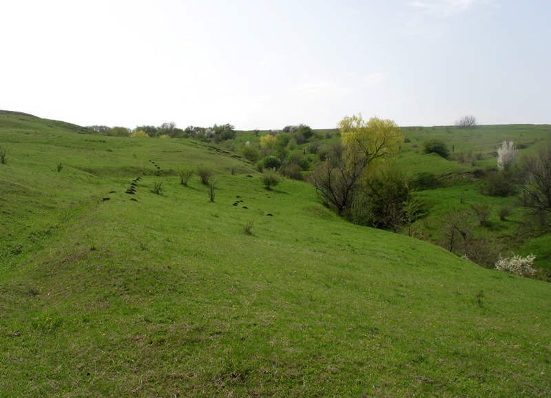 Окрестности Шишкино, image of landscape/habitat.