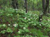 Терней, image of landscape/habitat.