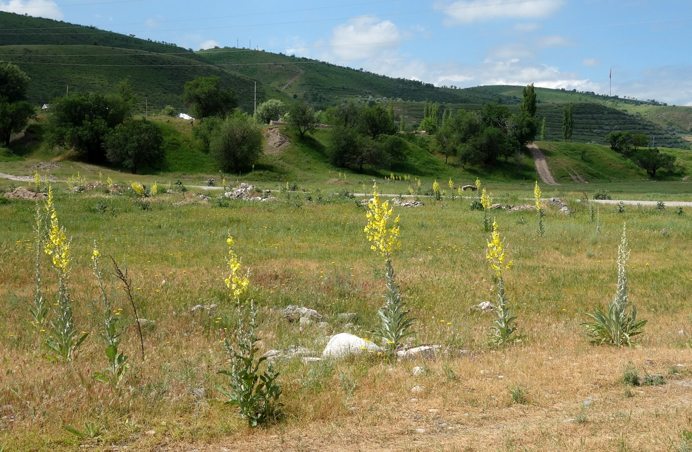 Окрестности Бишкека, предгорье, image of landscape/habitat.