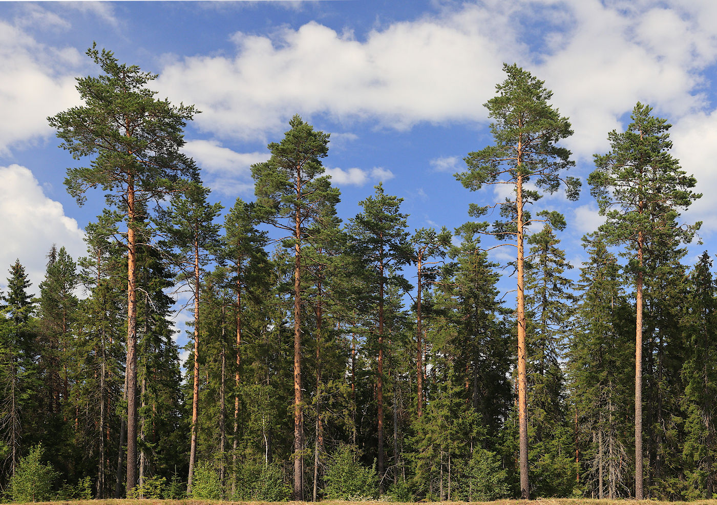 Окрестности Ихалы, image of landscape/habitat.