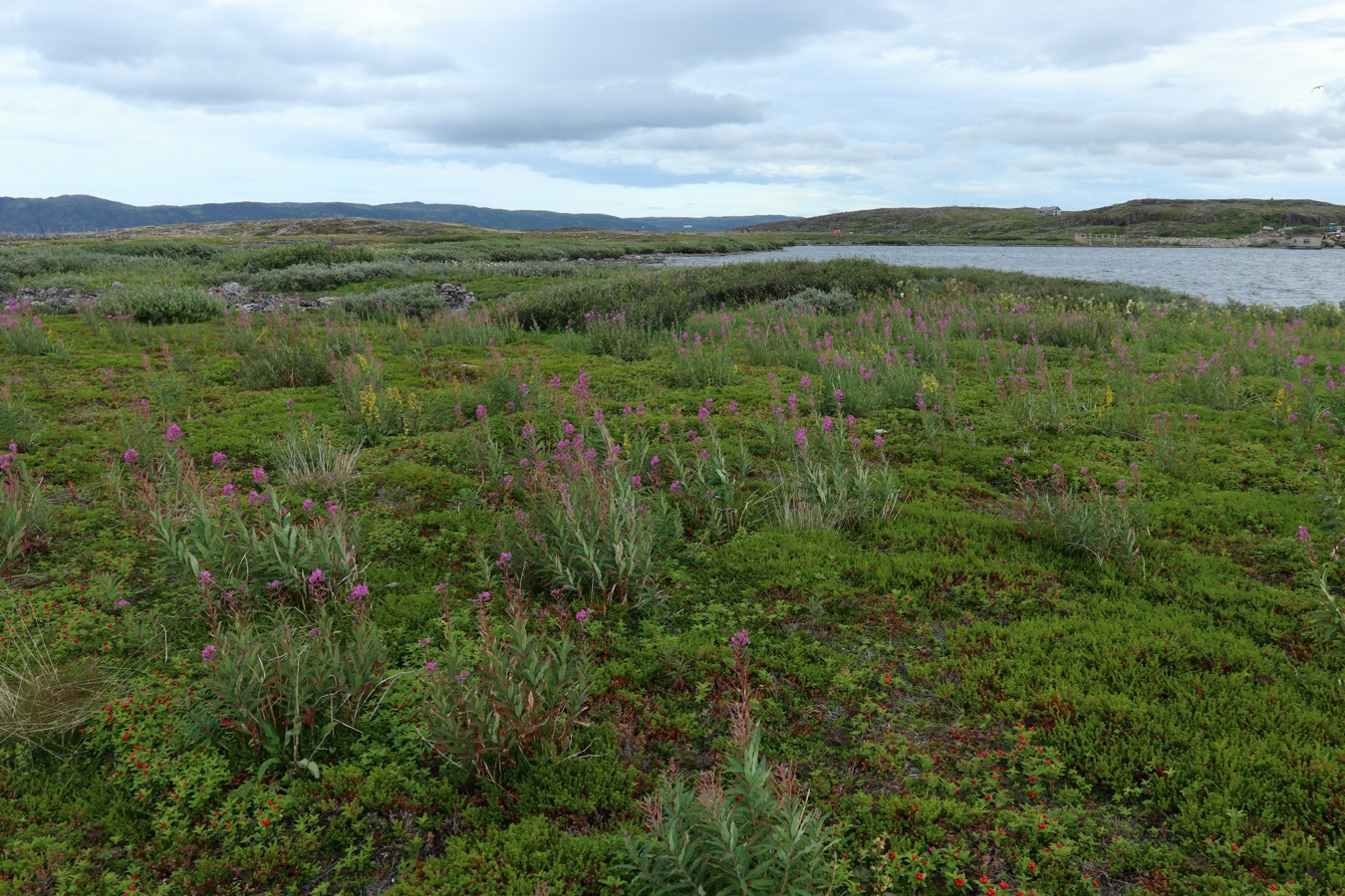 Териберка, image of landscape/habitat.