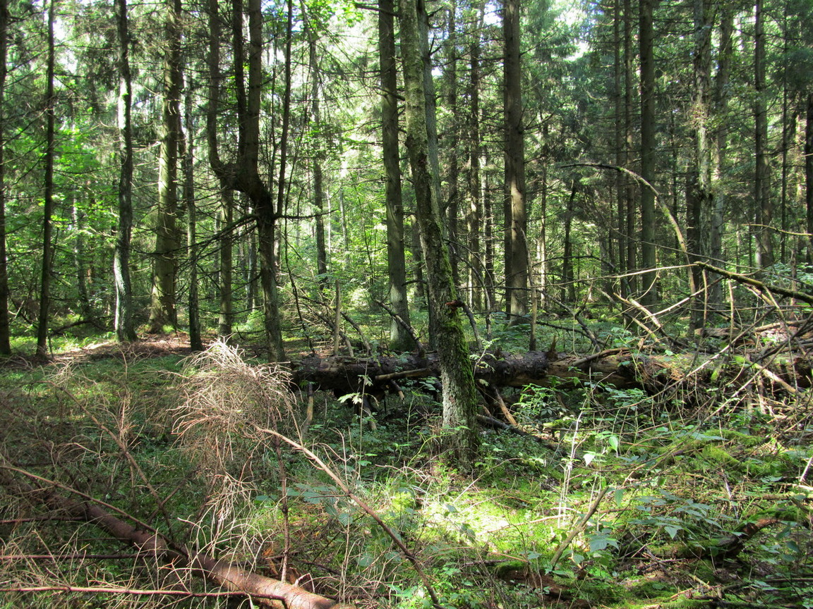 Новогрудская объездная дорога, image of landscape/habitat.