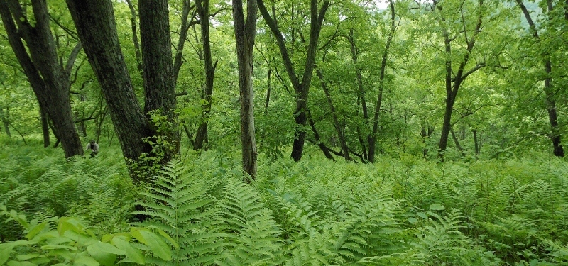 Падь Лебединая, image of landscape/habitat.