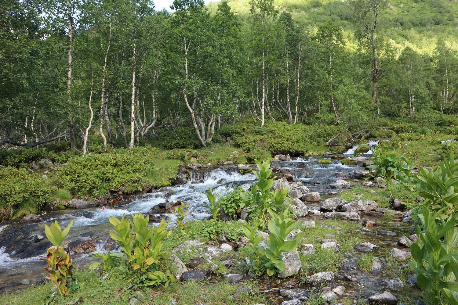 Долина реки Малая Дукка, image of landscape/habitat.