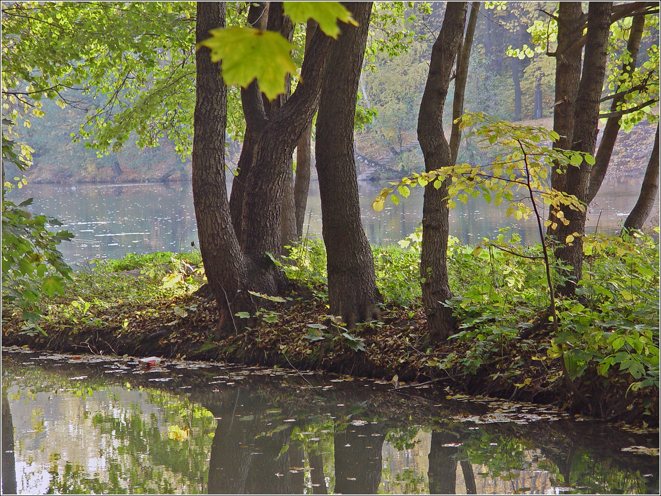 Кузьминский лесопарк, изображение ландшафта.