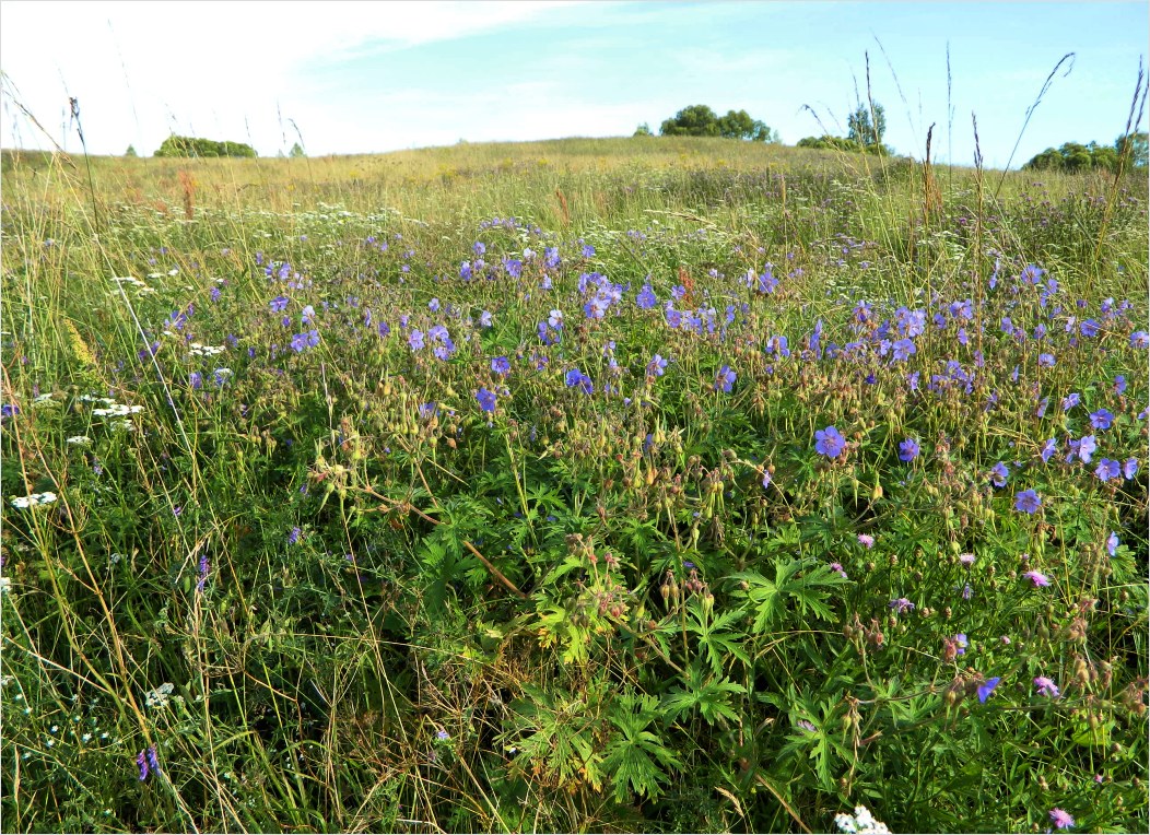Каспля, image of landscape/habitat.