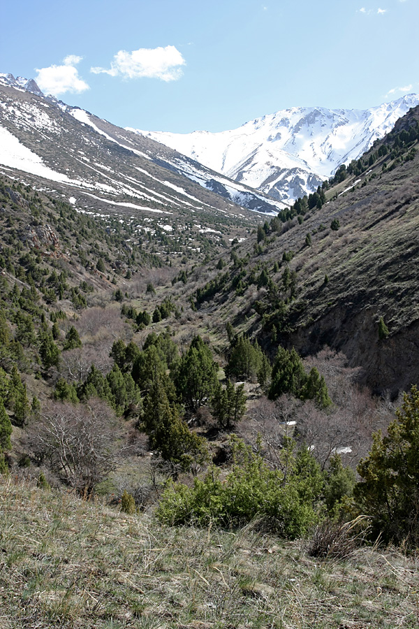 Домик Тризны, image of landscape/habitat.