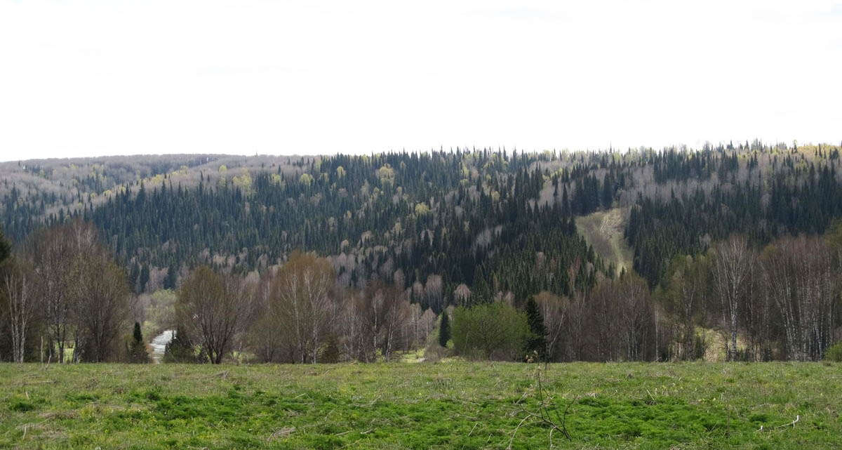 Петенёвские ельники, изображение ландшафта.