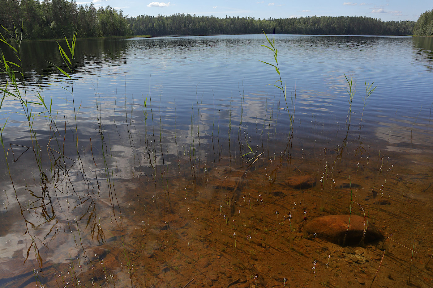 Окрестности Ихалы, image of landscape/habitat.