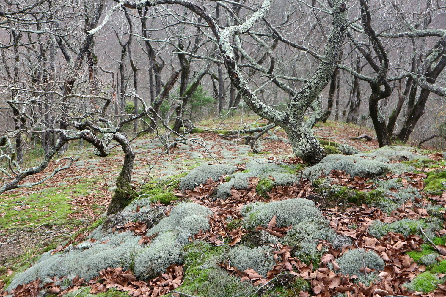 Прохаскина балка, image of landscape/habitat.
