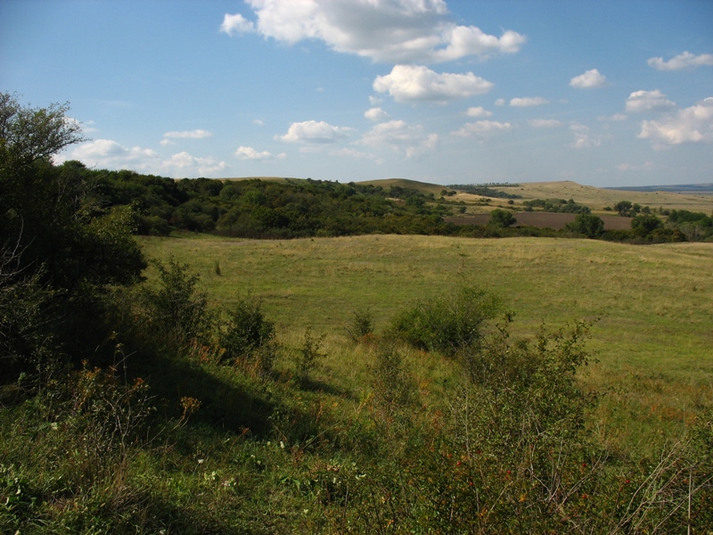 Окрестности Шишкино, image of landscape/habitat.