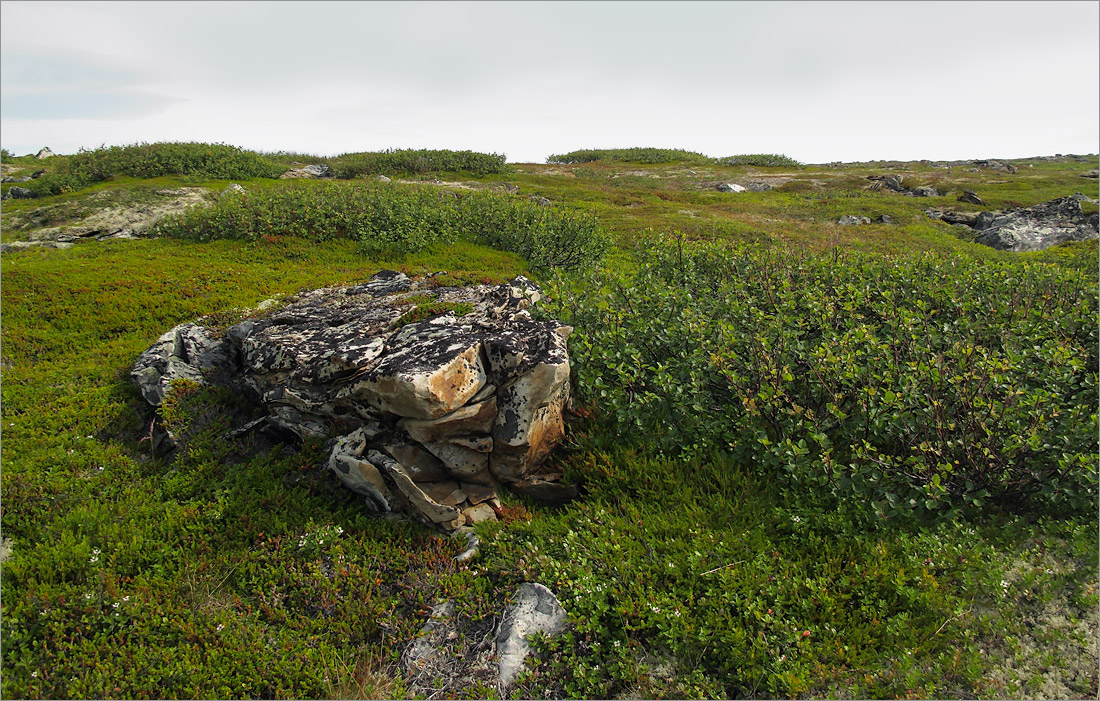 Малая Волоковая губа, image of landscape/habitat.