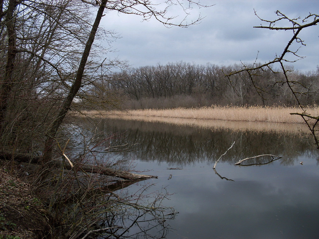 Александровский лес, image of landscape/habitat.