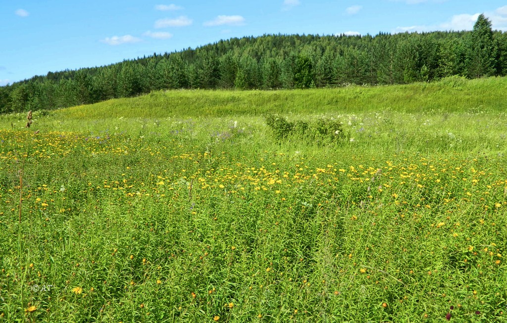 Устье Мяколицы, image of landscape/habitat.