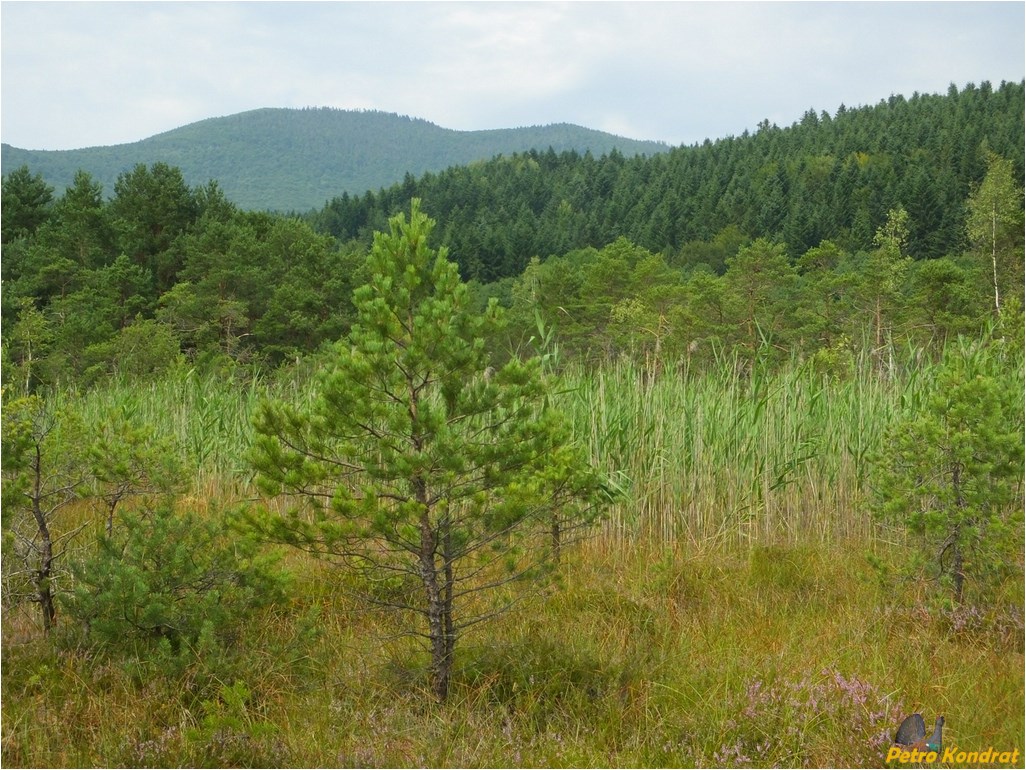 Мизунь, image of landscape/habitat.