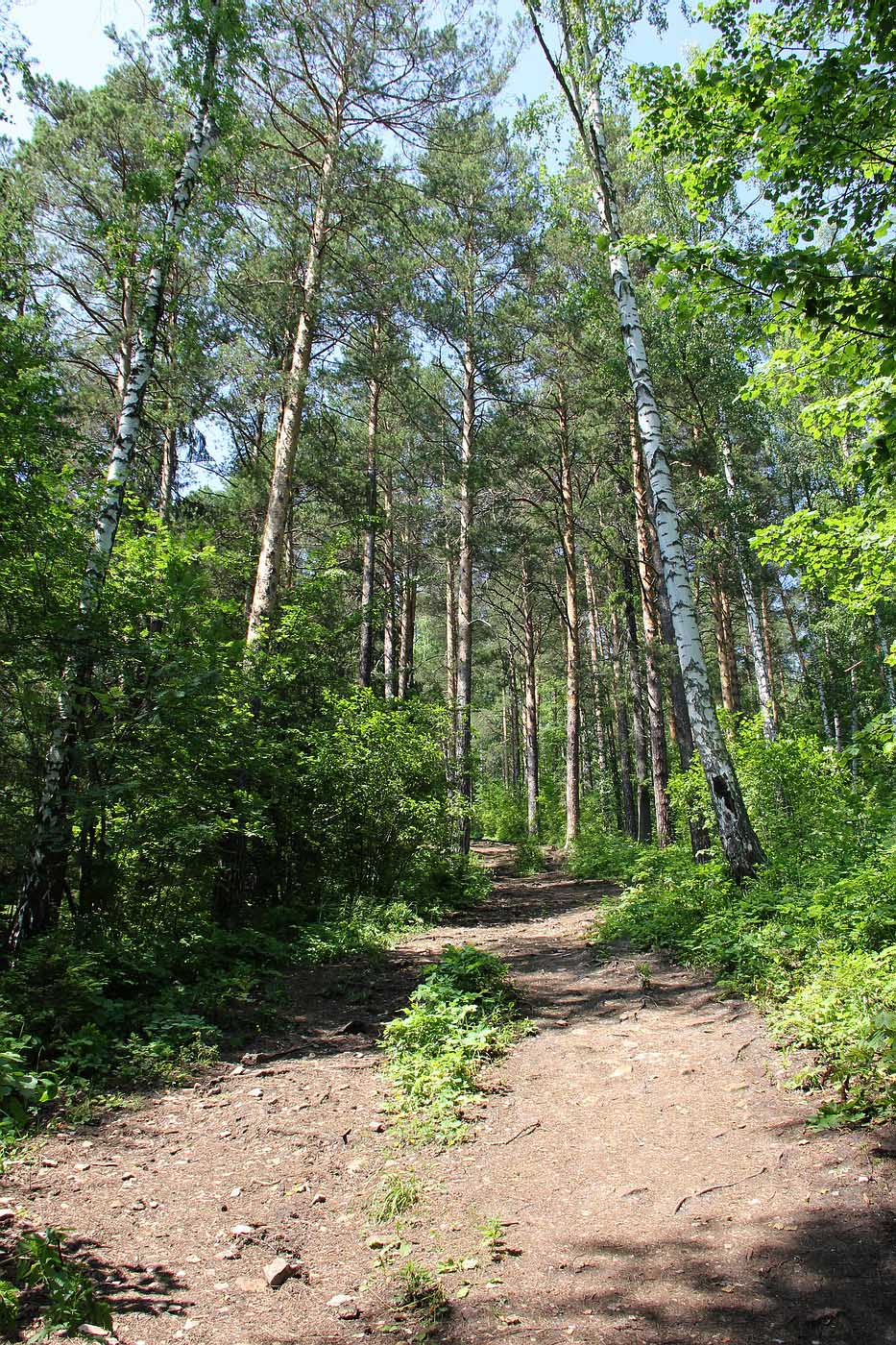 Окрестности Камня Ермак, image of landscape/habitat.