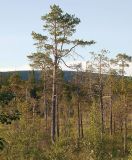 Лувеньга, image of landscape/habitat.