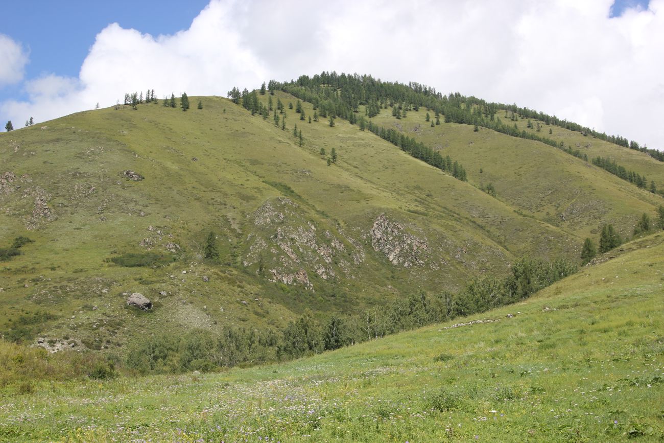 Окрестности ручья Барбыш, image of landscape/habitat.