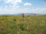 Image of landscape