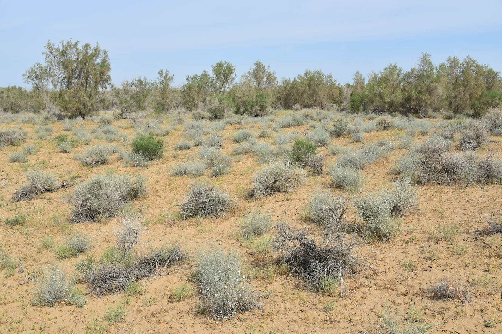 Караулбазар, image of landscape/habitat.