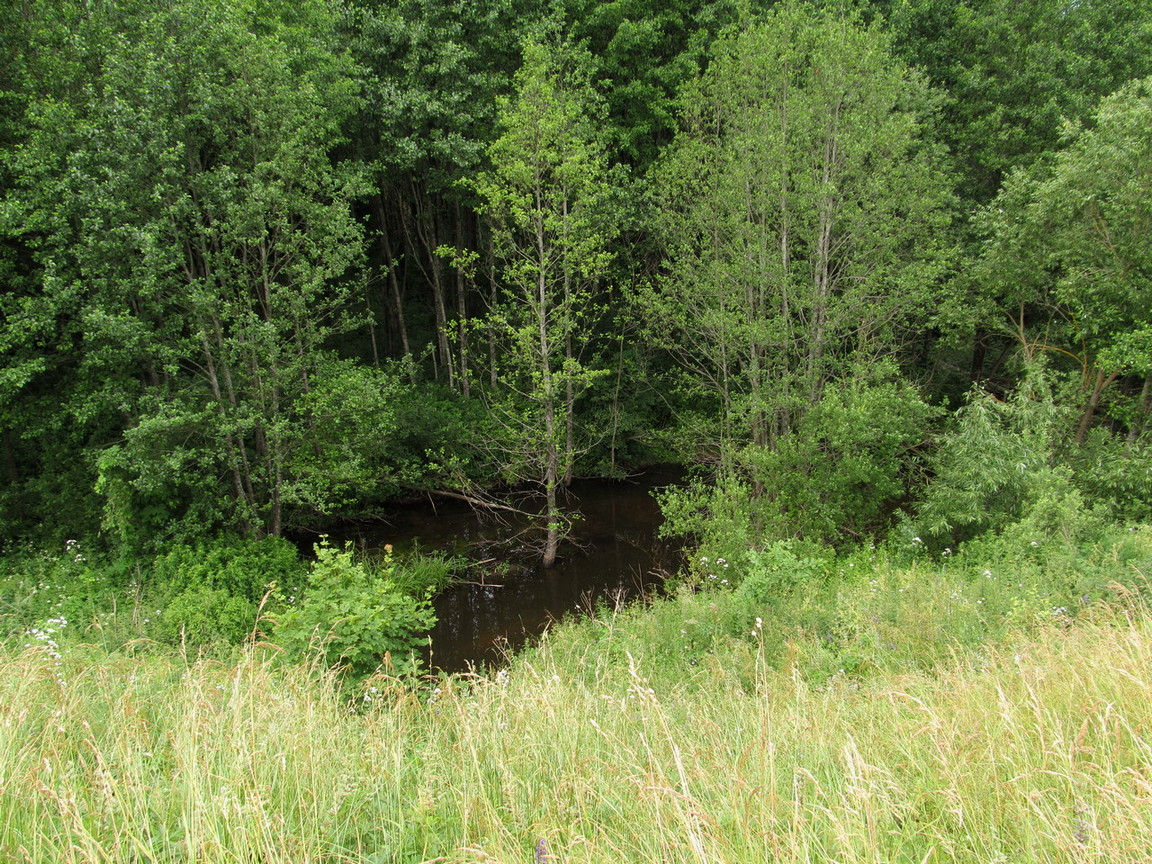 Новогрудская объездная дорога, image of landscape/habitat.