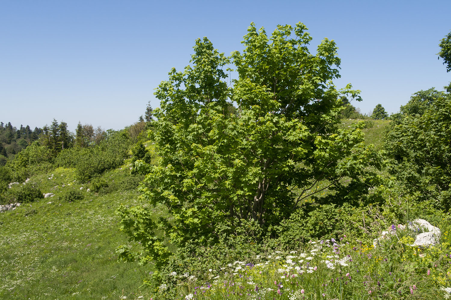 Черногор, image of landscape/habitat.
