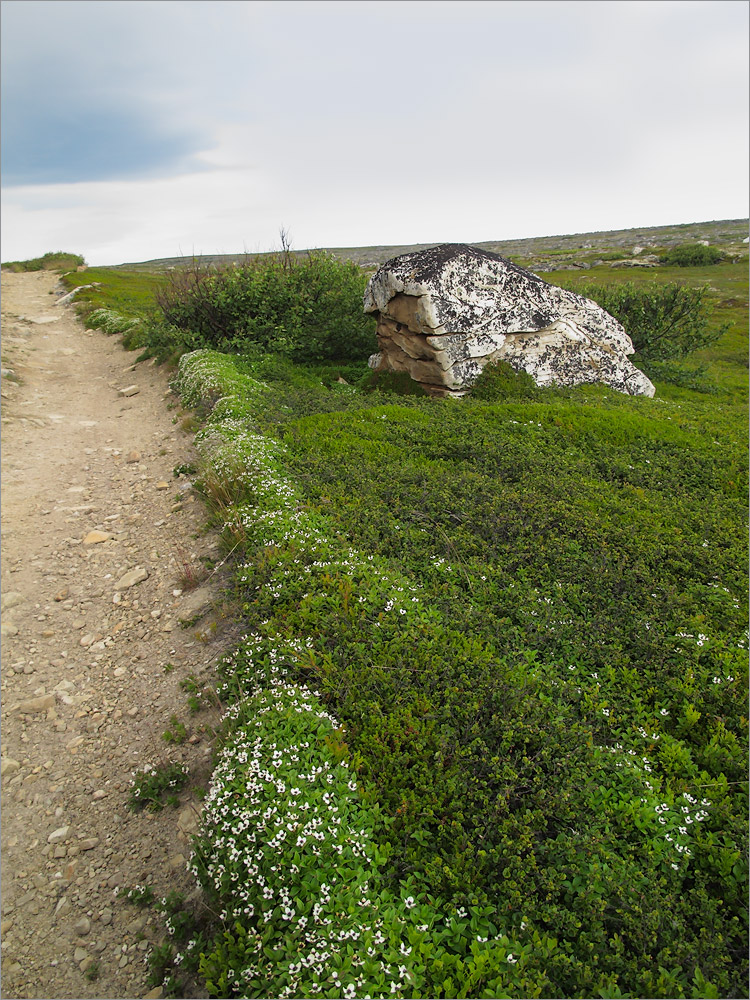 Малая Волоковая губа, изображение ландшафта.
