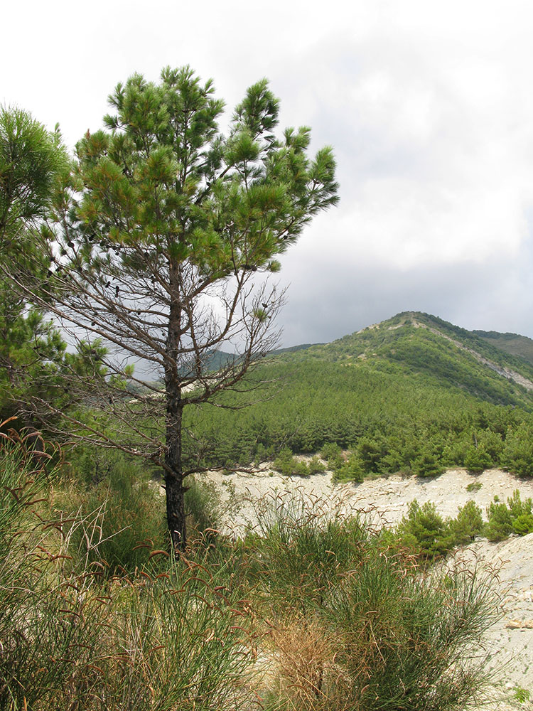 Окрестности Геленджика, image of landscape/habitat.