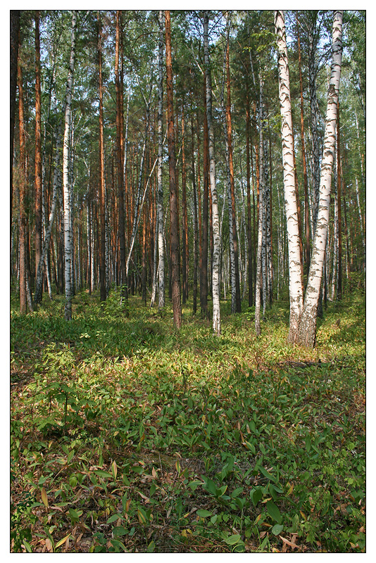 Саралы, image of landscape/habitat.