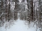 Лесопарк Пышки, изображение ландшафта.