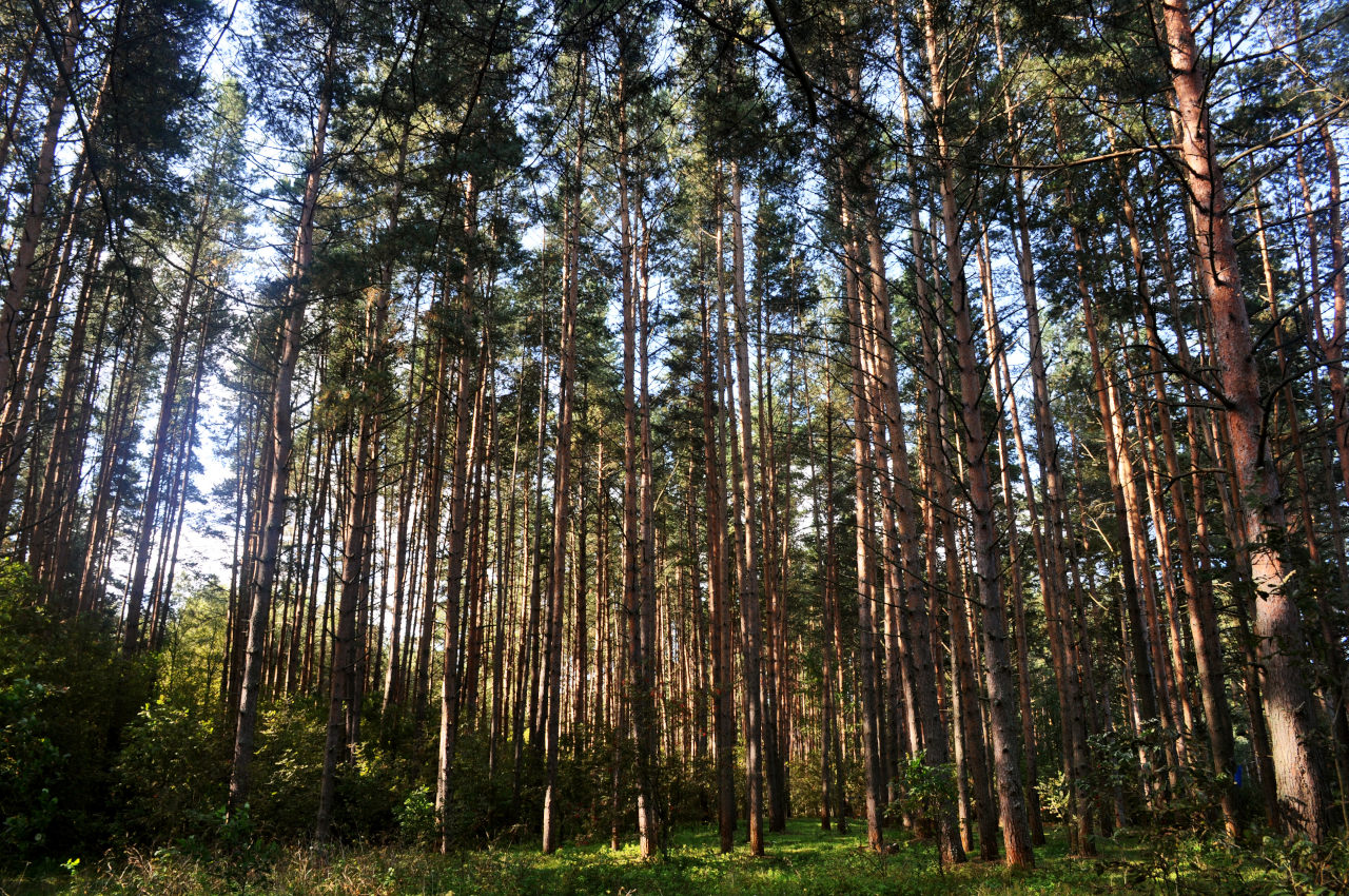 Иваньковское водохранилище, image of landscape/habitat.