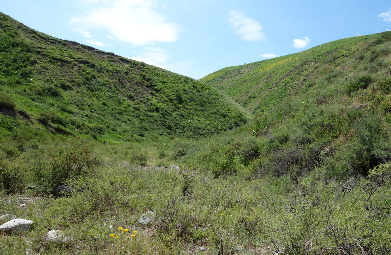 Окрестности Бишкека, предгорье, image of landscape/habitat.