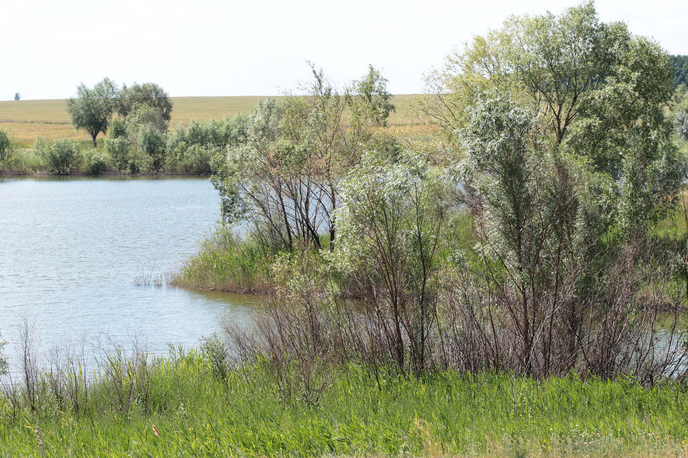 Пруд Почтовый, image of landscape/habitat.