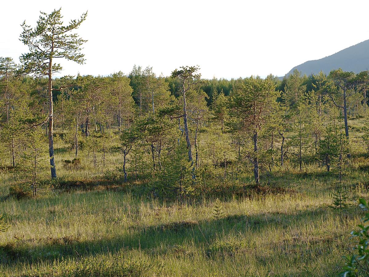 Лувеньга, image of landscape/habitat.