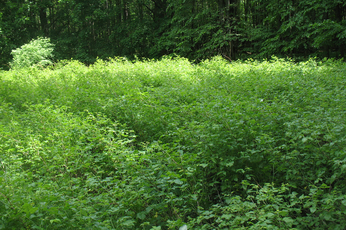 Приокско-Террасный заповедник, image of landscape/habitat.