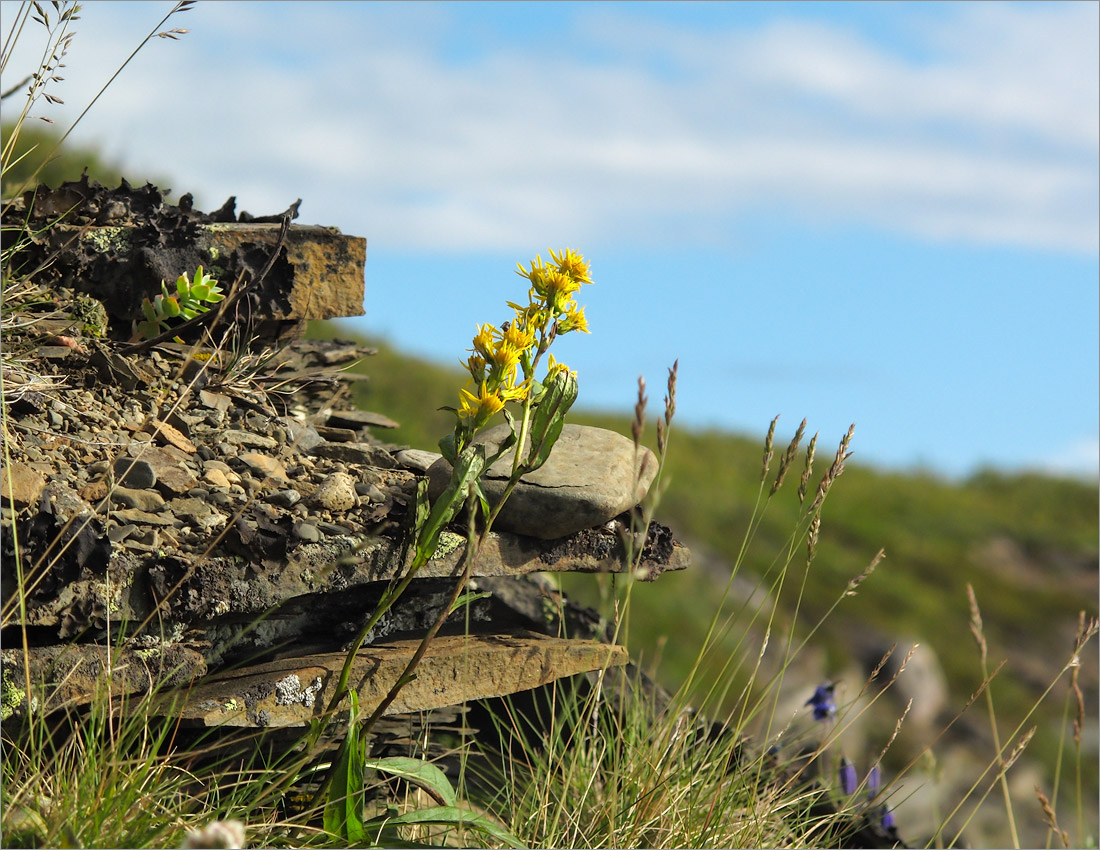 Малая Волоковая губа, image of landscape/habitat.